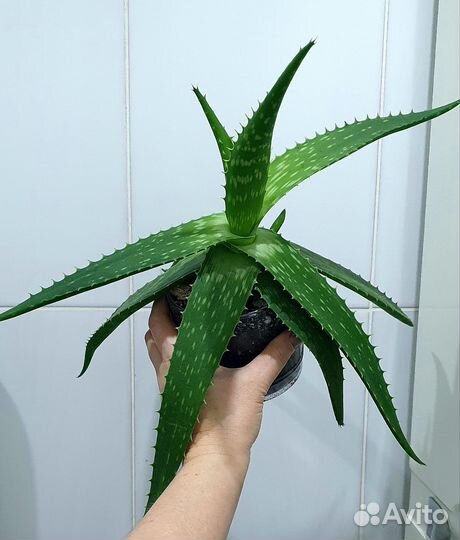 Гардения, олеандр, жасмин, сциндаптус, Филоденрон