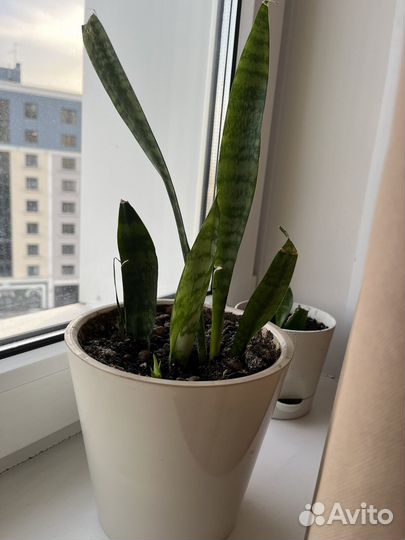 Цветы домашние в горшках разные