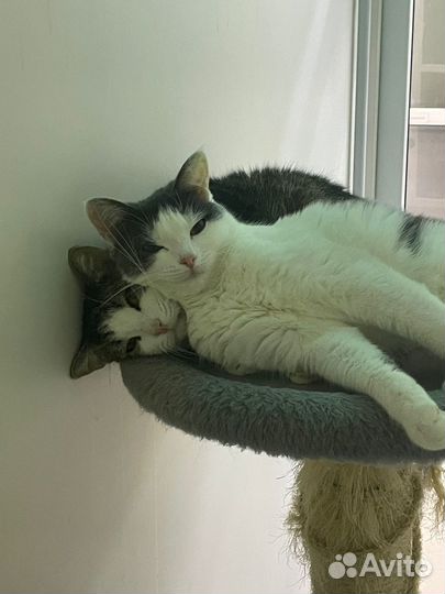 Кошка и кот, бесплатно