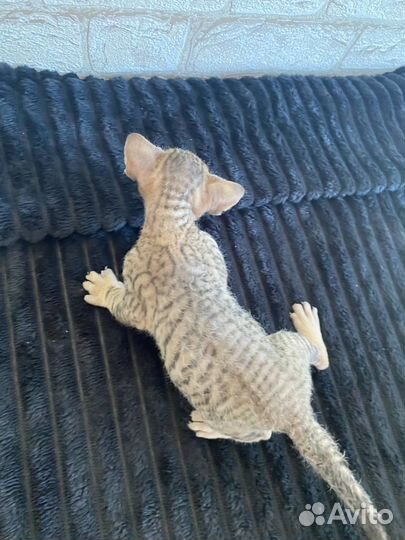 Донской сфинкс котята