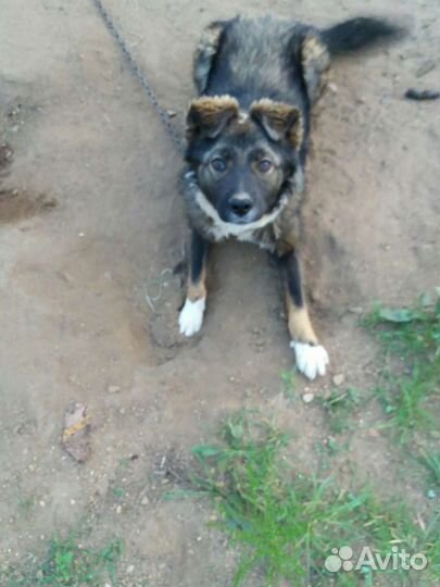 Умный пёсик