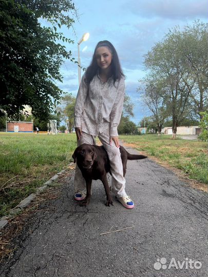 Передержка животных