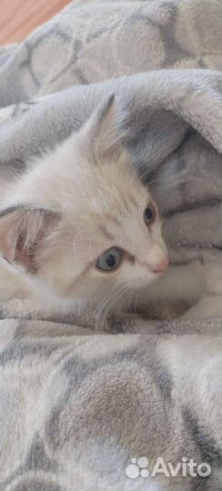 Кошка в дар бесплатно