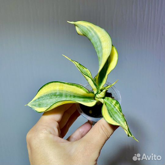 Сансевиерия сортовая