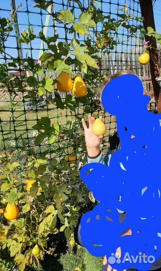 Декоративная тыква