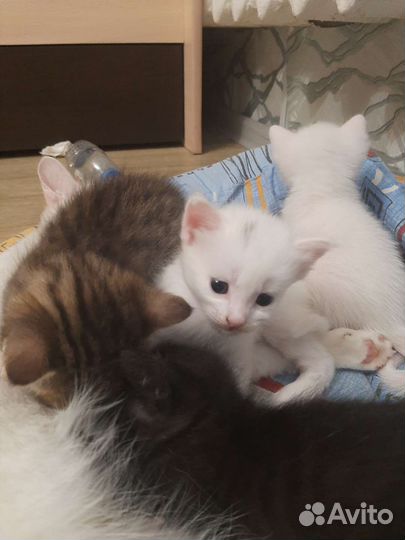 Анатолийская кошка