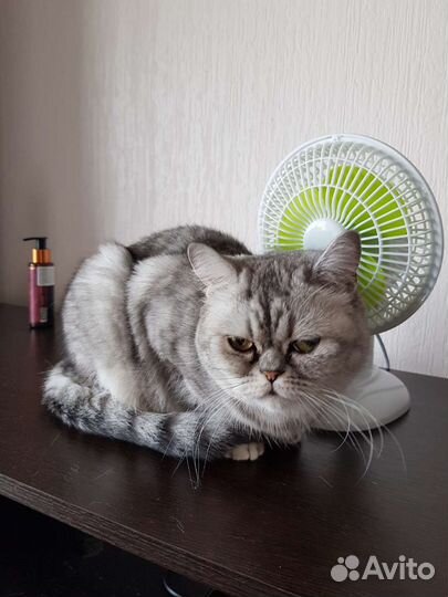 Отдам бесплатно кошку