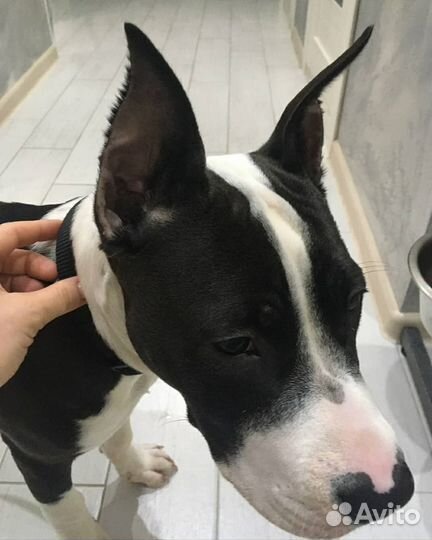 Ветеринарная помощь. Выезд на дом