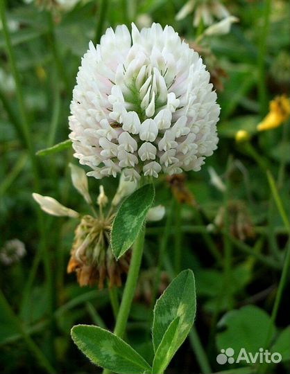 Белый Клевер Калуга