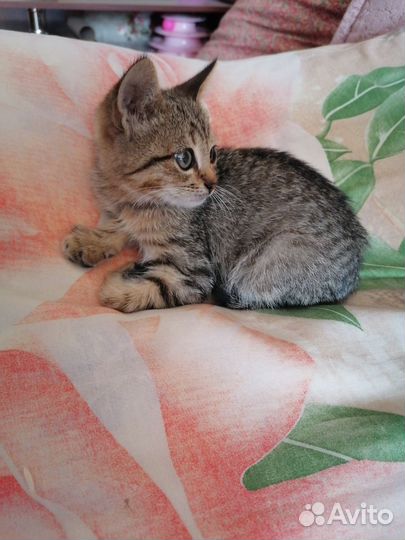 Котик мальчик