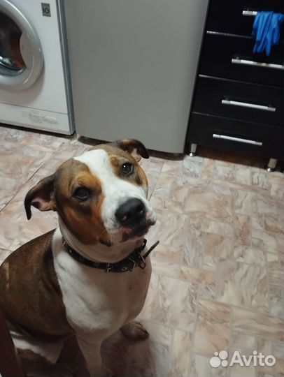 Продам собаку амстаф