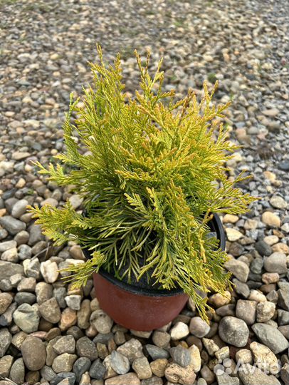 Туя западная Голден Глоб