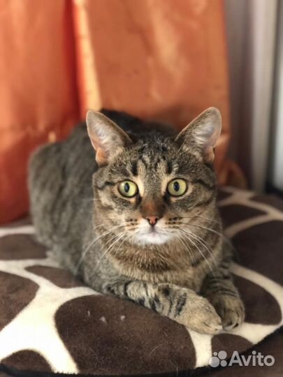 Кошка в добрые руки помощь с передержкой