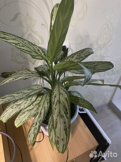 Аглаонема Сильвер