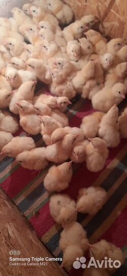 Суточные индюшата, бройлер, перепелка