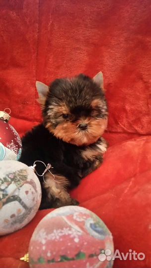 Йоркширский терьер