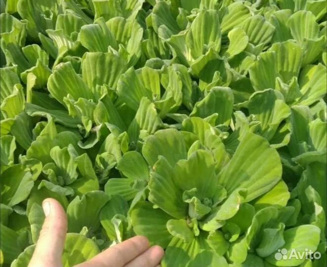 Аквариумные растения