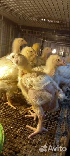 Цыплята бройлеры