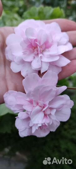 Пеларгония лиа Виктория