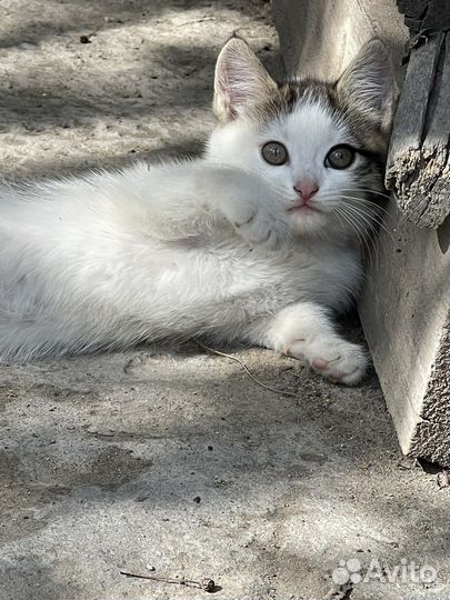 Котенок девочка,1,5 мес