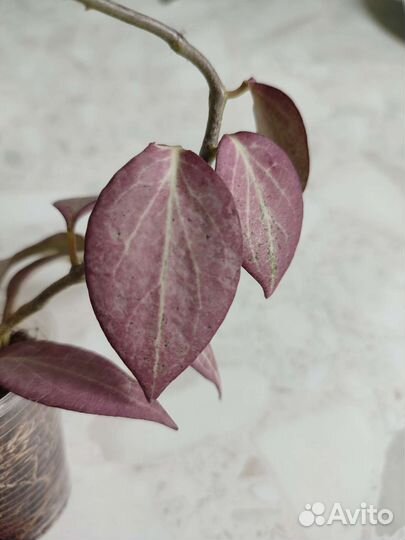 Hoya Nicholsoniae New Guinea Chost