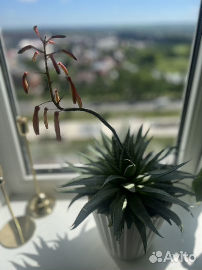 Хавортия (суккуленты)