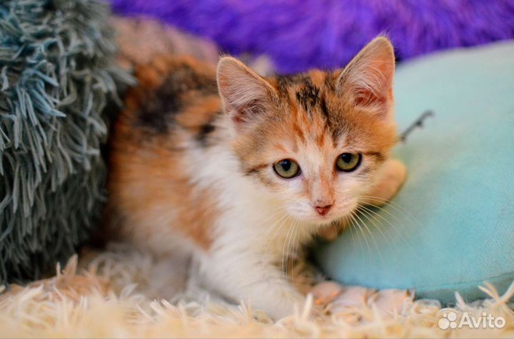 Котенок Тинки в поисках семьи