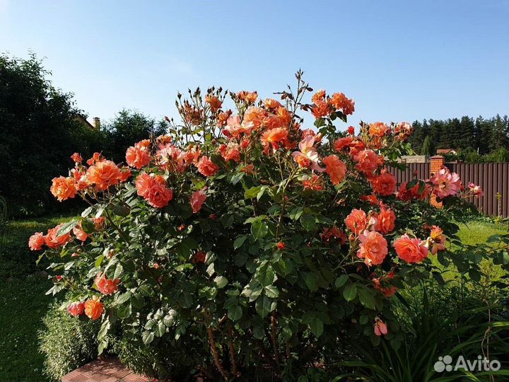 Роза шраб Вестерленд