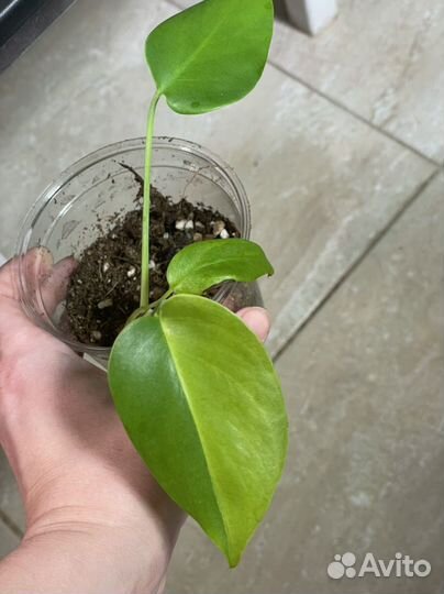 Монстера вариегатная Грин он Грин