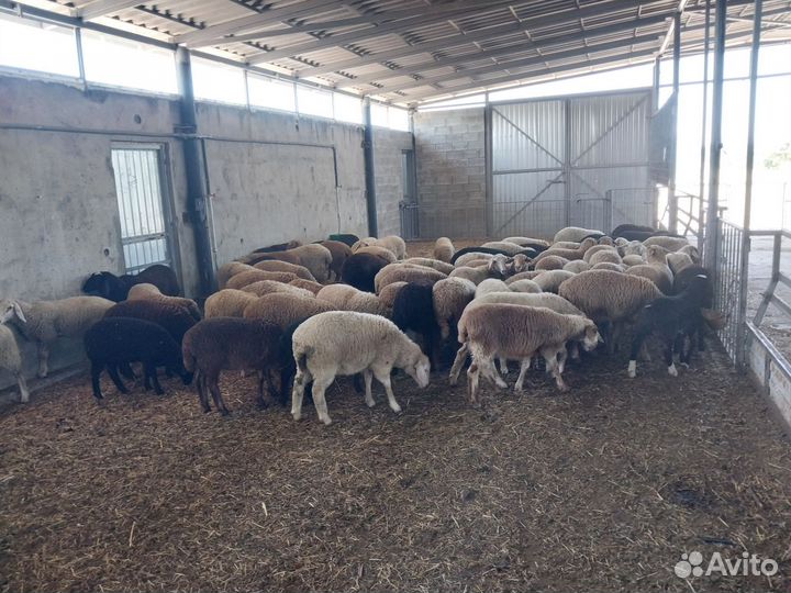 Продаются ягнята и ярочки