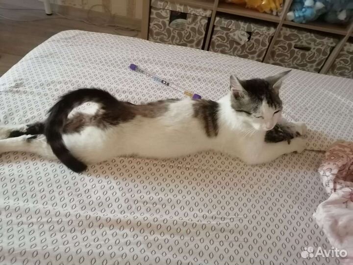 Котик