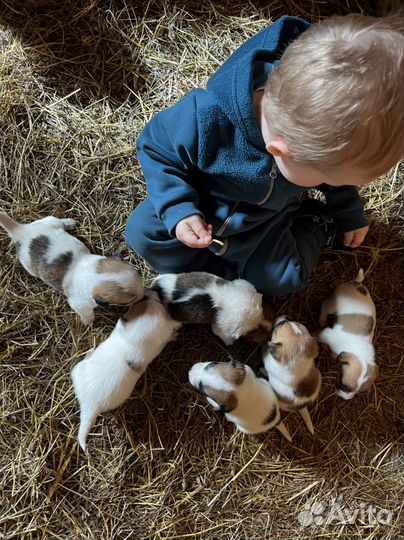 Джек Рассел терьер