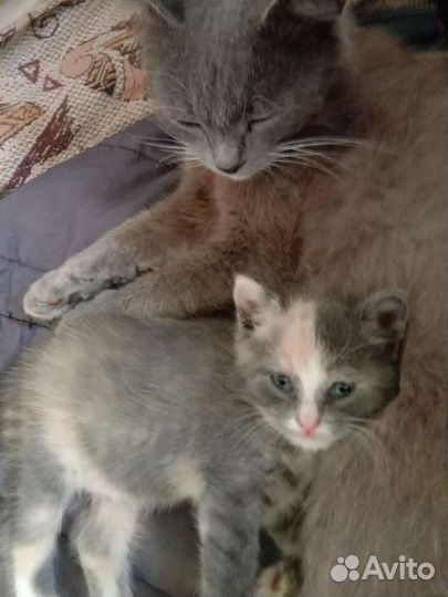 Кошка в дар