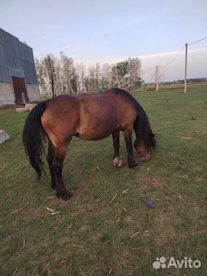 Кобыла советский тяжёловоз с жеребенком