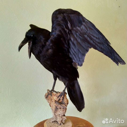 Чучело Ворон