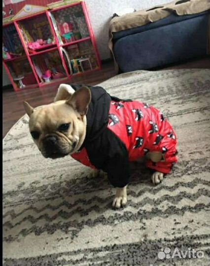 Шубка зимняя для французского бульдога. Мальчика