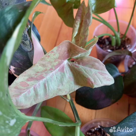 Все растения с фото в одни руки