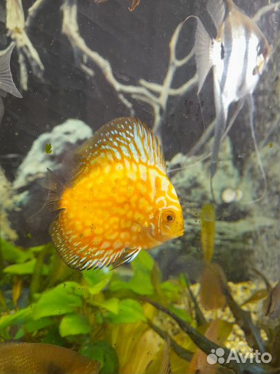 Дискусы 4 - 6 см