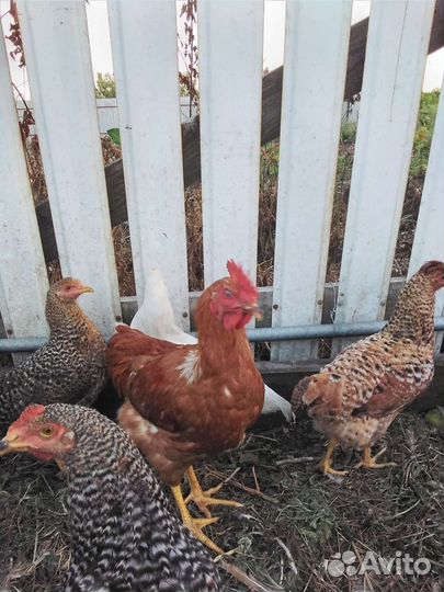 Молодые петушки