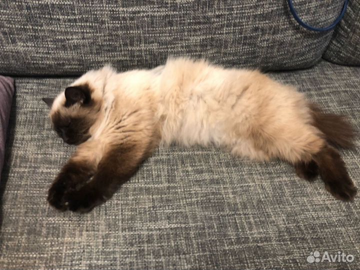 Найдена кошка