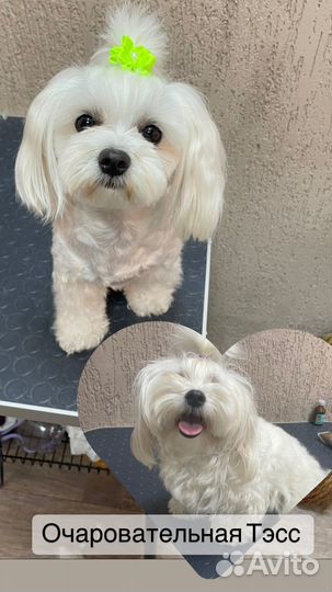 Услуги грумера