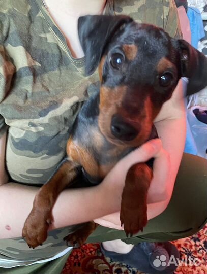 Цвергпинчер