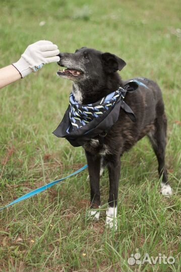 Старенькая собака Майка умрет в приюте