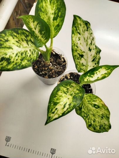 Дифенбахия, филодендрон, продаются отводки