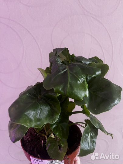 Филодендрон Атом