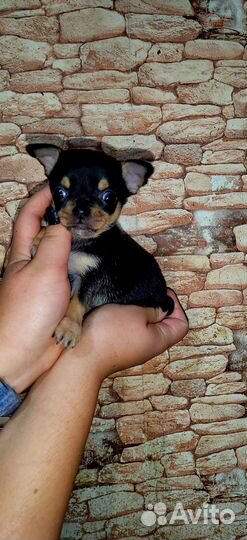 Щенки чихуахуа