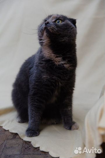 Кошки в добрые руки