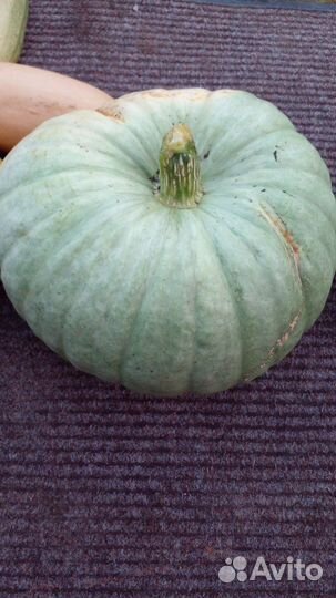 Кабачки. Тыквы со своего огорода