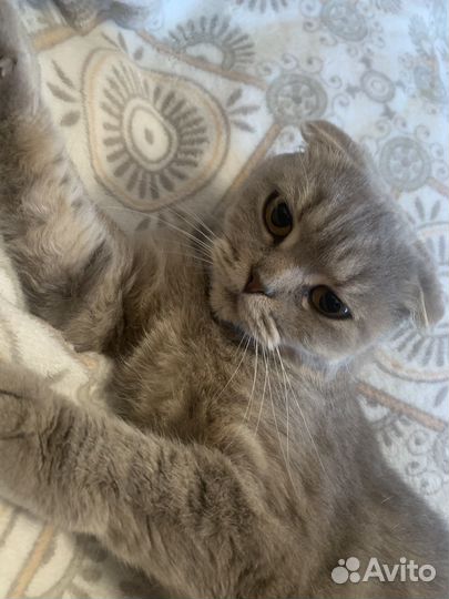 Вязка шотландской кошечки