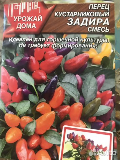 Перец комнатный острый